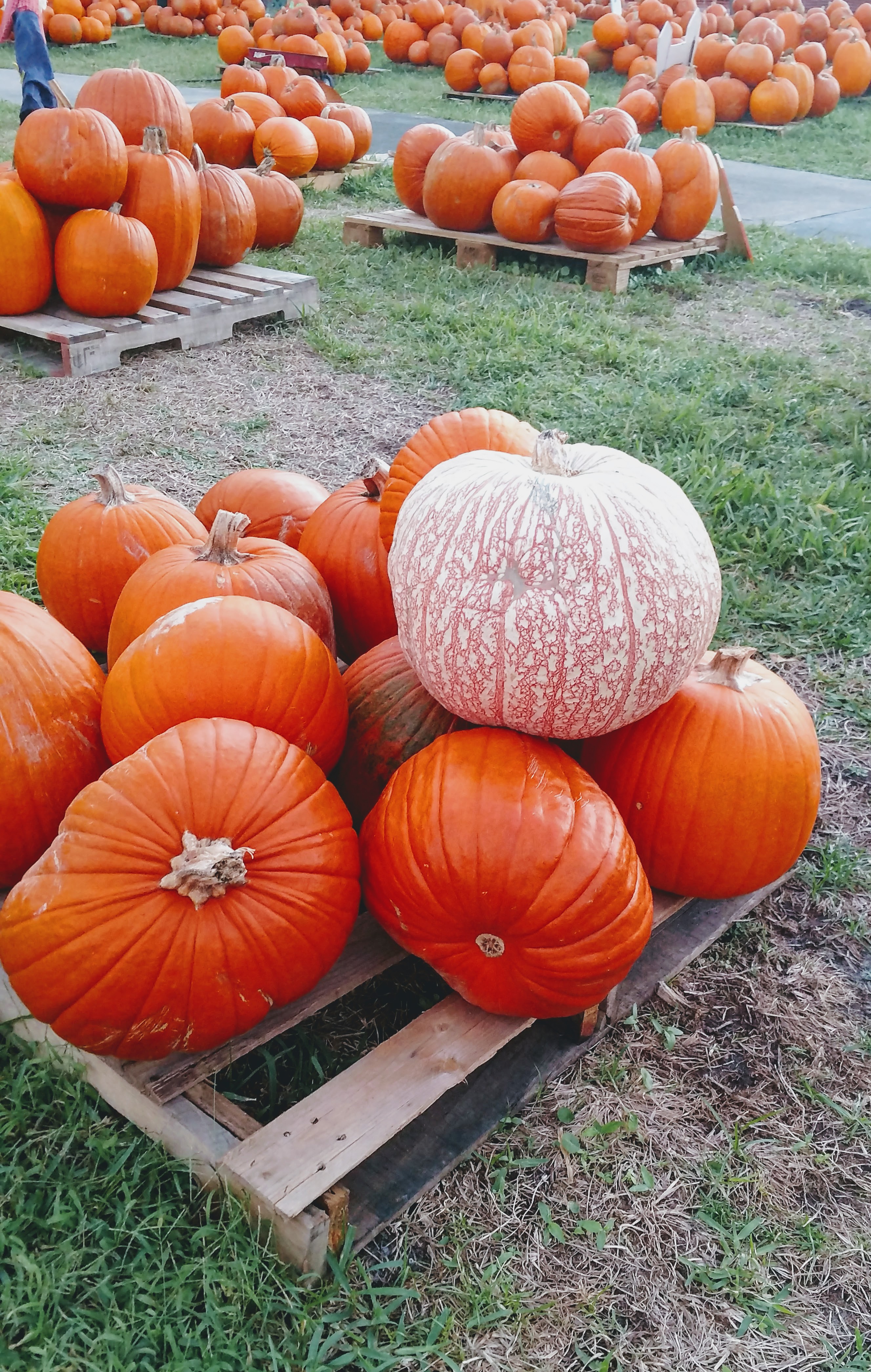 IMG_20161021_185336818