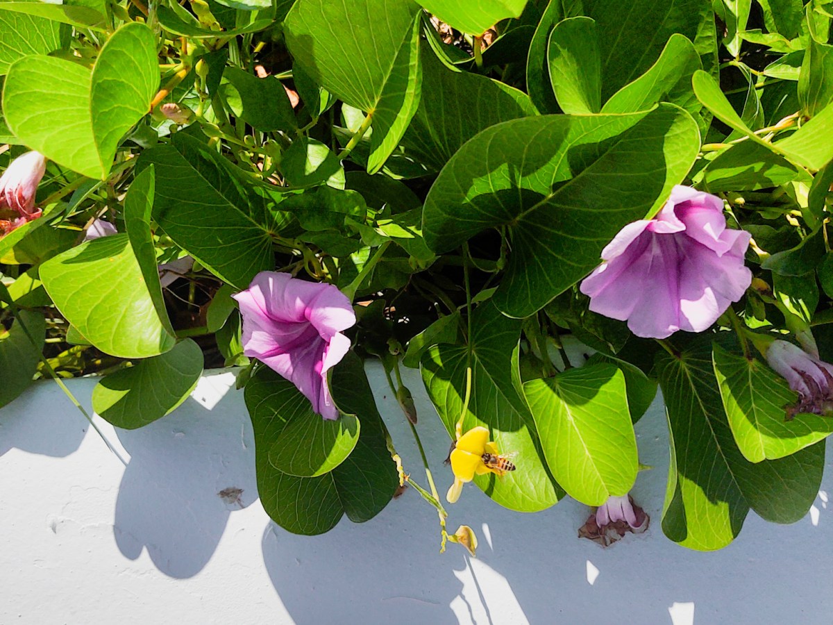 BEACH MORNING GLORY